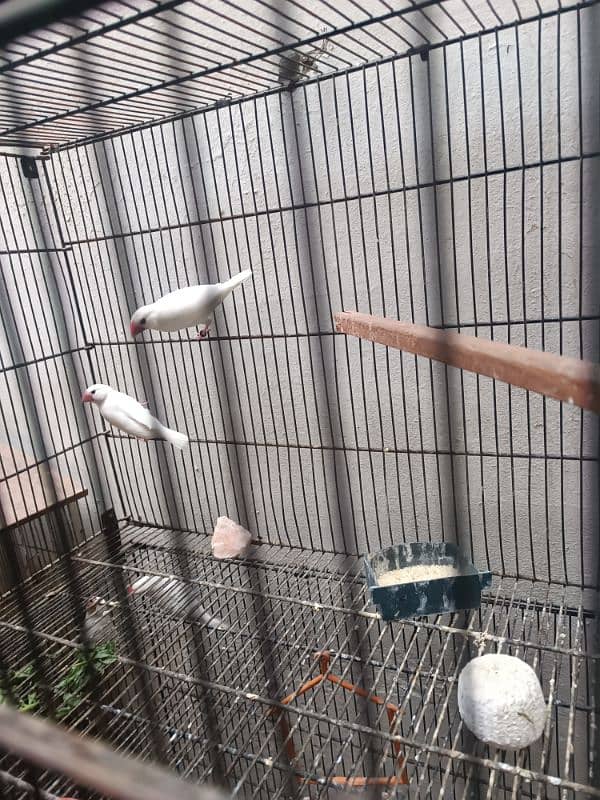 java brids and cage forsale 6