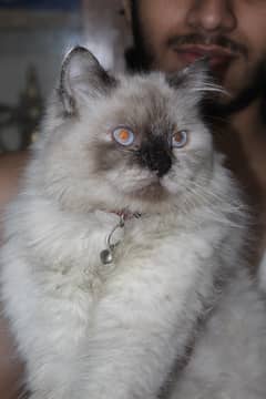 Persian Cat Tripple coat