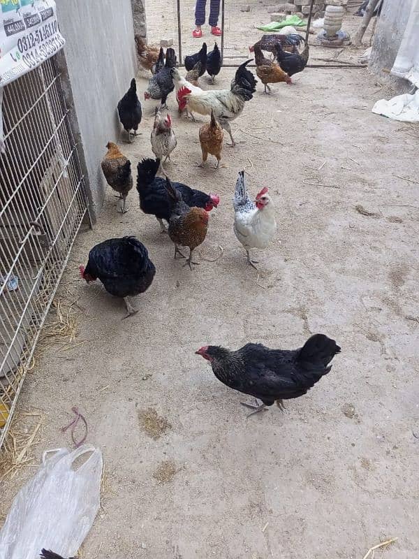 hens cock available 2