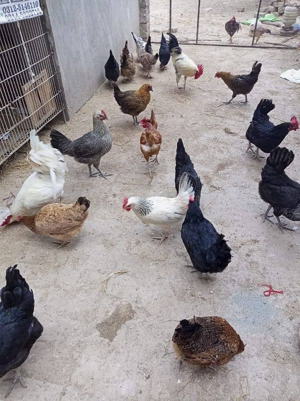 hens cock available 3