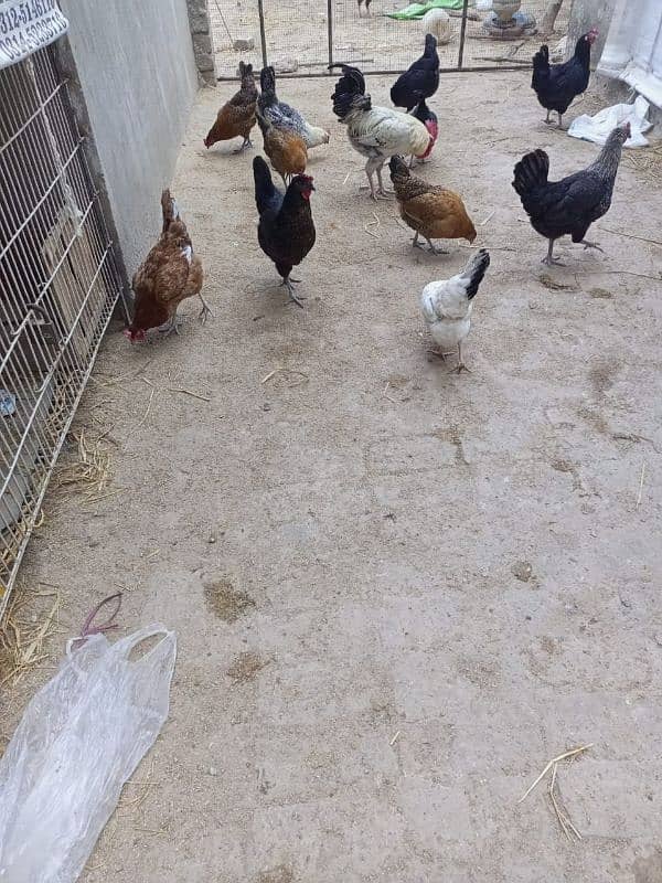 hens cock available 4