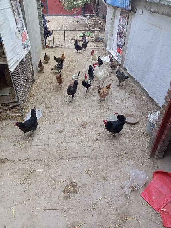 hens cock available 5