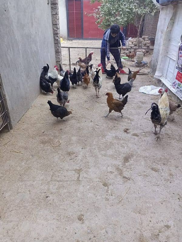 hens cock available 6