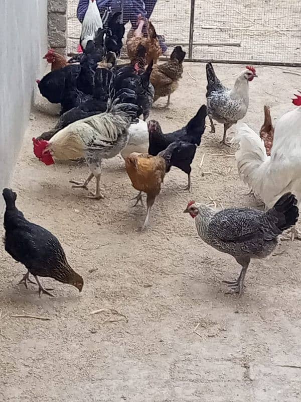 hens cock available 7