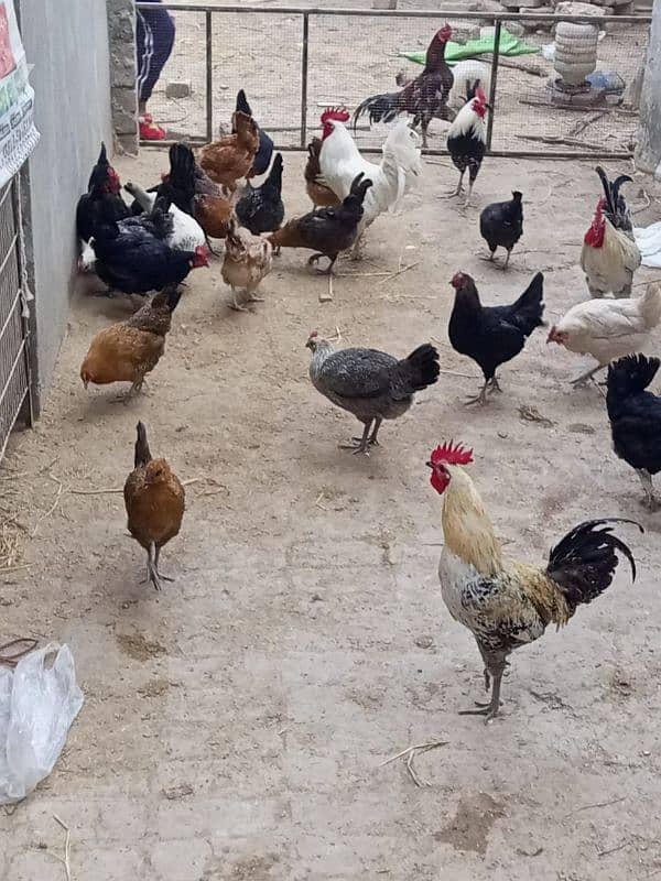 hens cock available 8