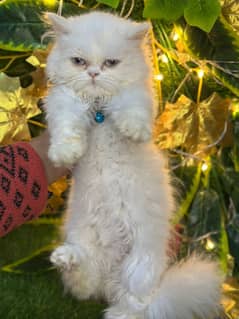 persian punch face kitten=kitten= cat baby=persian female cat