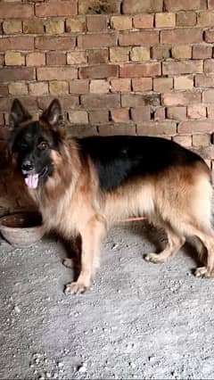 long coat gsd