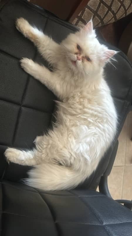 pure persian fluffy punch face male and female cats available 3