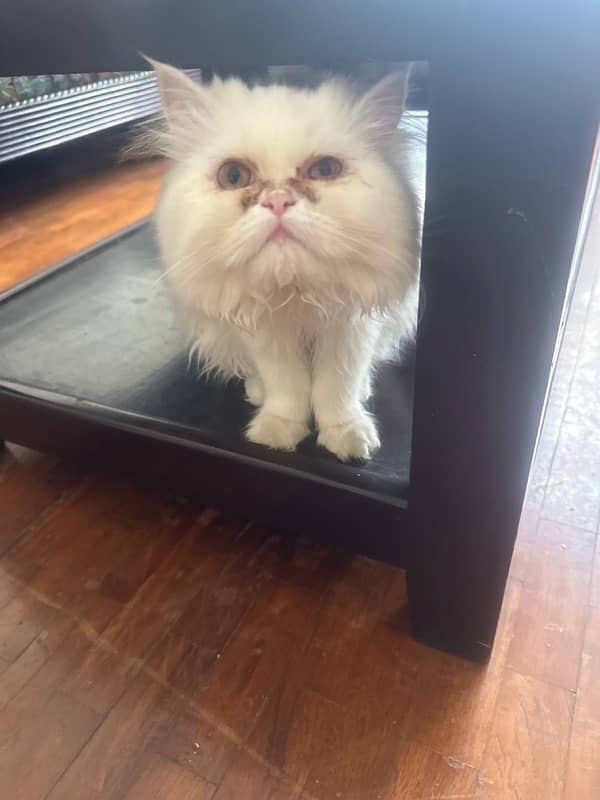 pure persian fluffy punch face male and female cats available 4