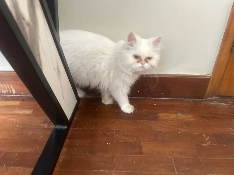 pure persian fluffy punch face male and female cats available 5