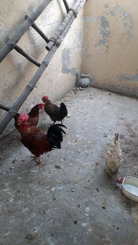 golden dase hens /whats app 03200146864 0