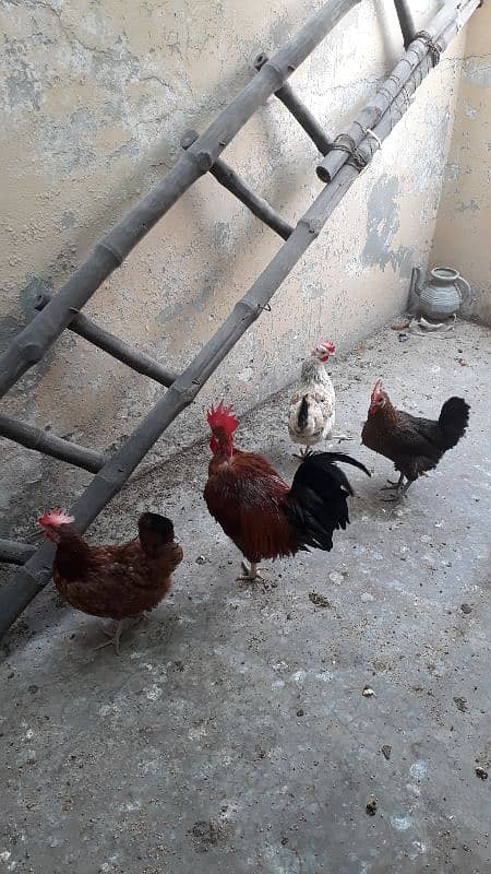 golden dase hens /whats app 03200146864 1