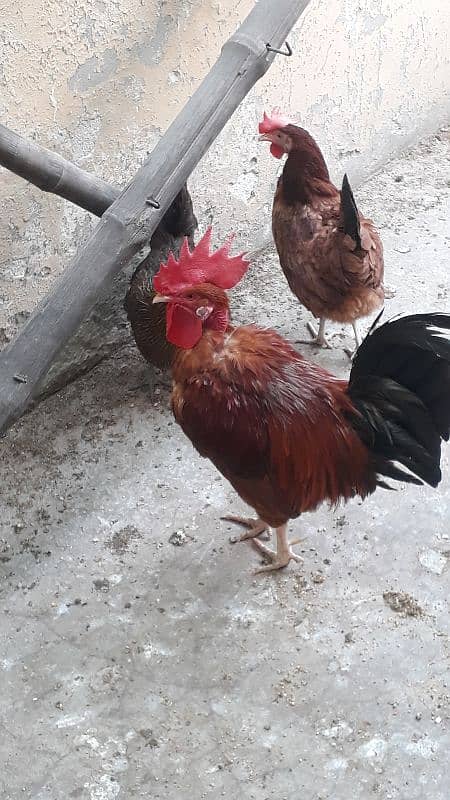 golden dase hens /whats app 03200146864 2