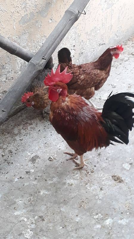 golden dase hens /whats app 03200146864 3