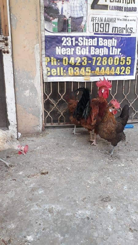 golden dase hens /whats app 03200146864 4