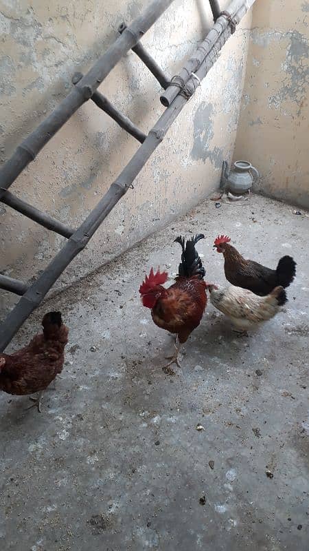 golden dase hens /whats app 03200146864 5