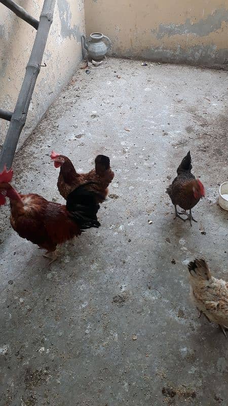 golden dase hens /whats app 03200146864 6