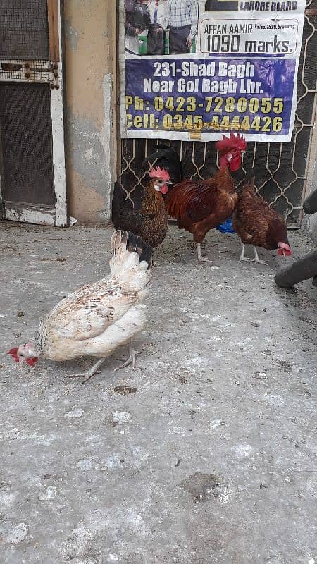 golden dase hens /whats app 03200146864 7