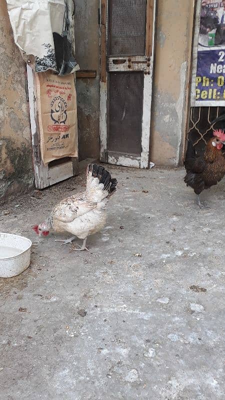 golden dase hens /whats app 03200146864 8