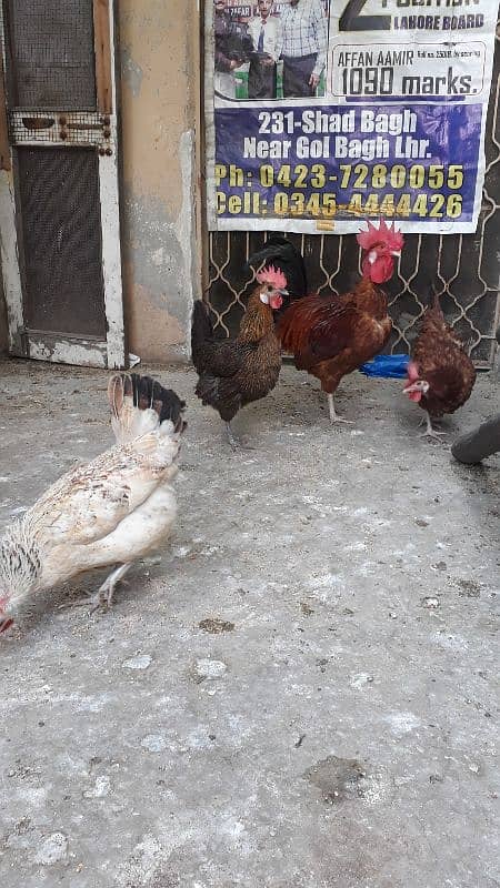 golden dase hens /whats app 03200146864 9