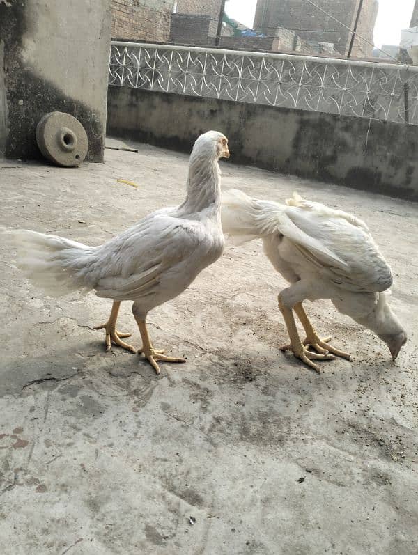 Heera Aseel Pair 3