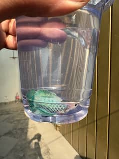 betta fish for sale