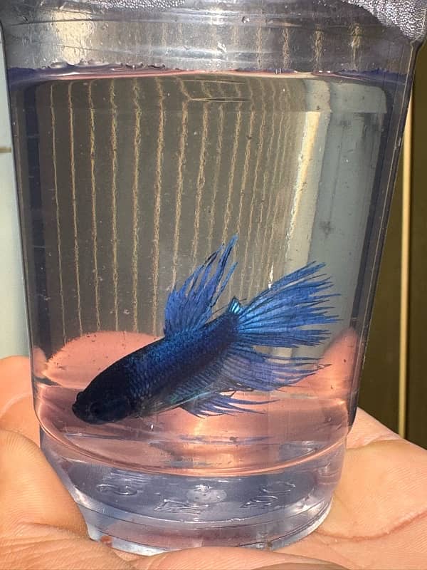 betta fish for sale 1