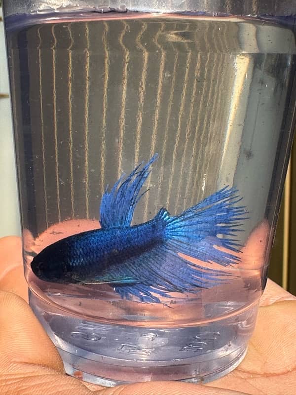 betta fish for sale 4