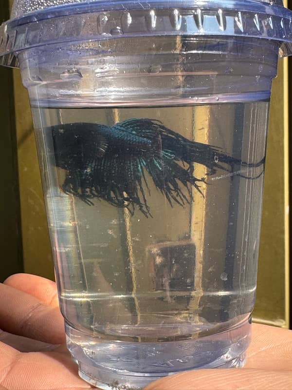 betta fish for sale 5