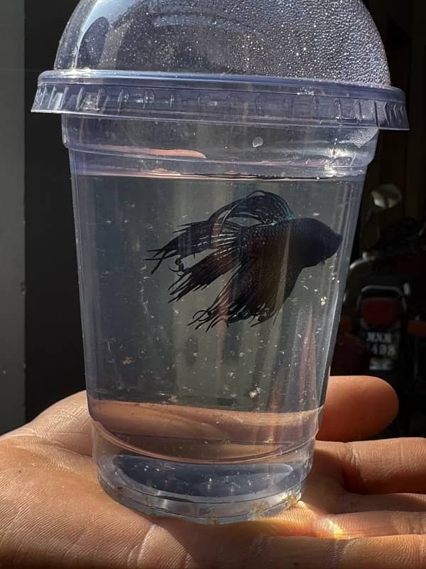 betta fish for sale 6