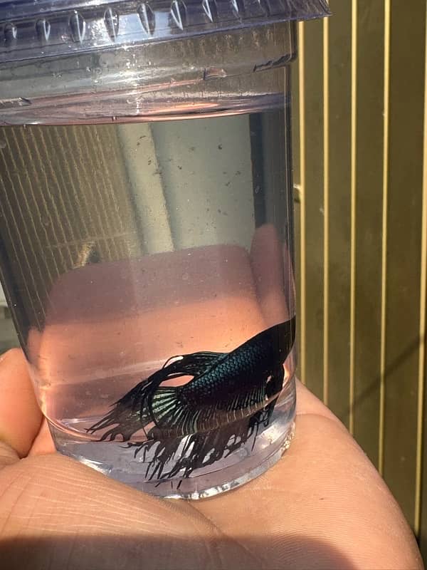 betta fish for sale 7