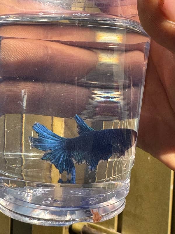 betta fish for sale 8