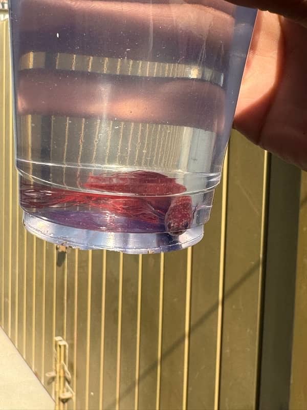 betta fish for sale 9