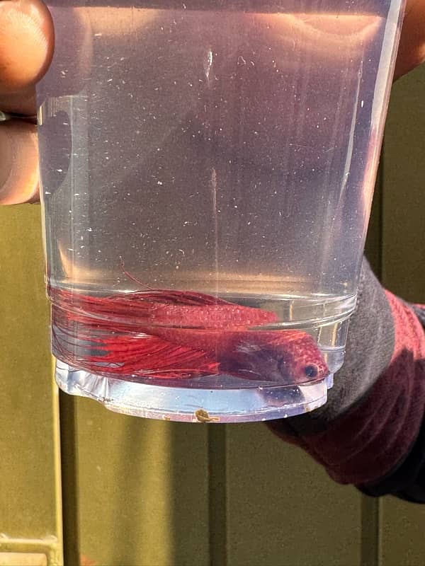 betta fish for sale 10