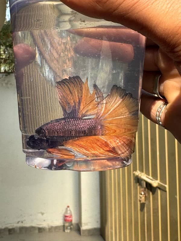 betta fish for sale 11