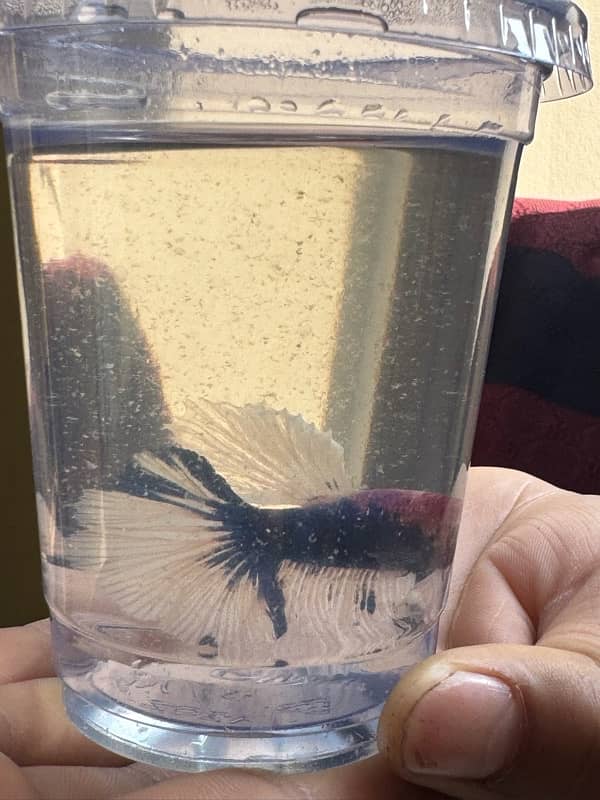 betta fish for sale 12