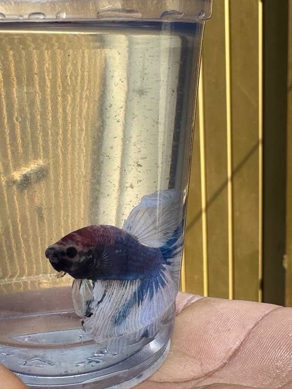 betta fish for sale 13