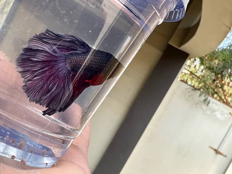 betta fish for sale 14