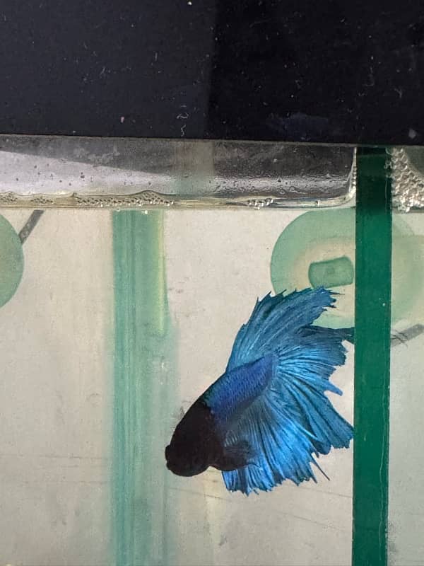 betta fish for sale 15