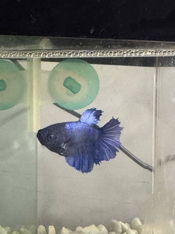 betta fish for sale 16