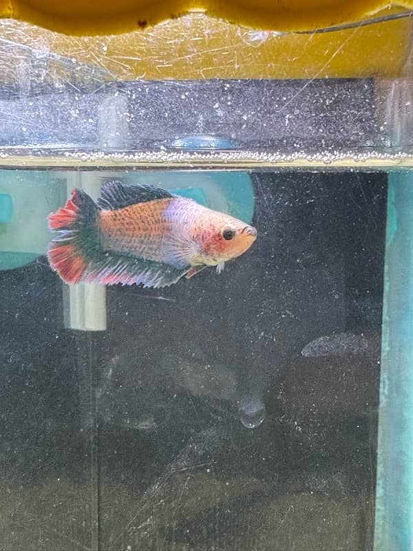 betta fish for sale 17