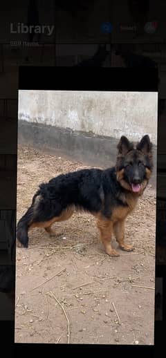 German shepherd Female