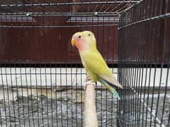 Rosicoli lovebirds for sale