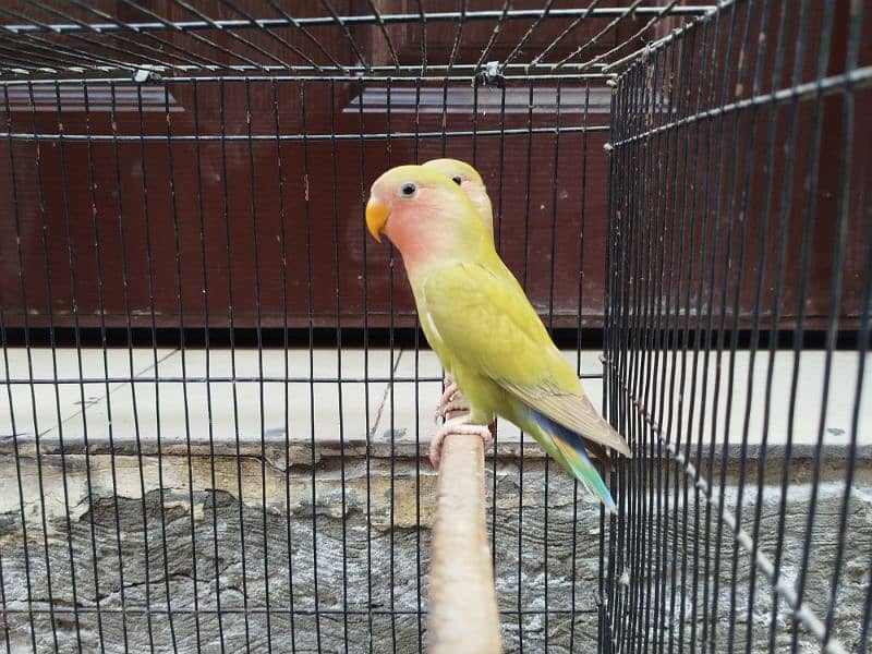 Rosicoli lovebirds for sale 0