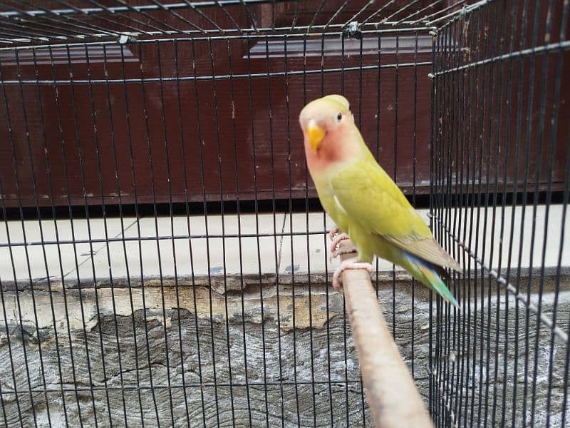 Rosicoli lovebirds for sale 1