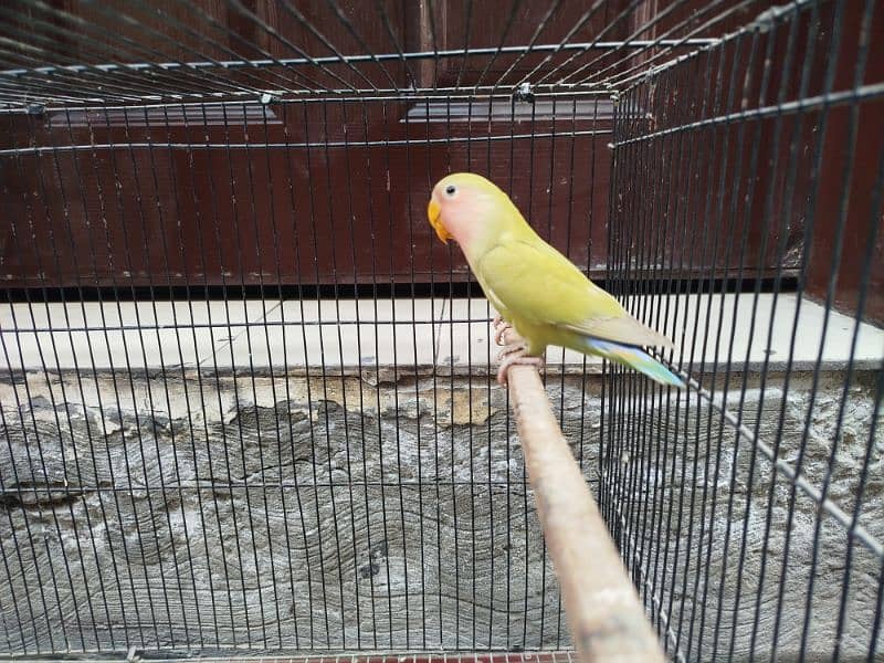 Rosicoli lovebirds for sale 2