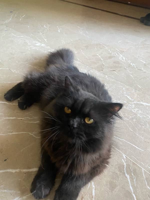 Triple Coat Persian Punchface Mix Breed Female Kitten 0