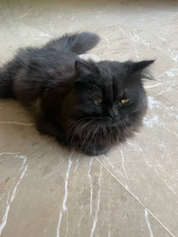 Triple Coat Persian Punchface Mix Breed Female Kitten 4