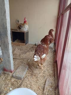 Lohman Brown Hens for Sale