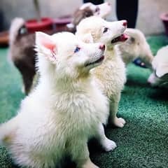 Adorable Labsky | Japanese Spitz Puppies | Labsky Puppies For Sale